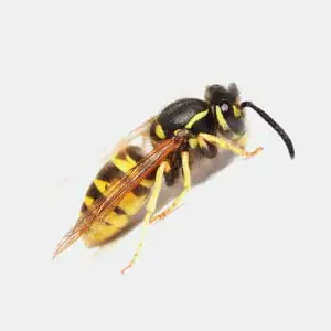 Close-up of European wasp, yellow and black, with transparent wings against white background.