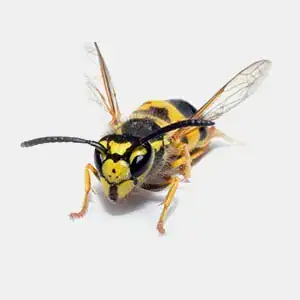 Close-up, low-angle of a yellow and black striped Paper Wasp with translucent wings, on a white background.