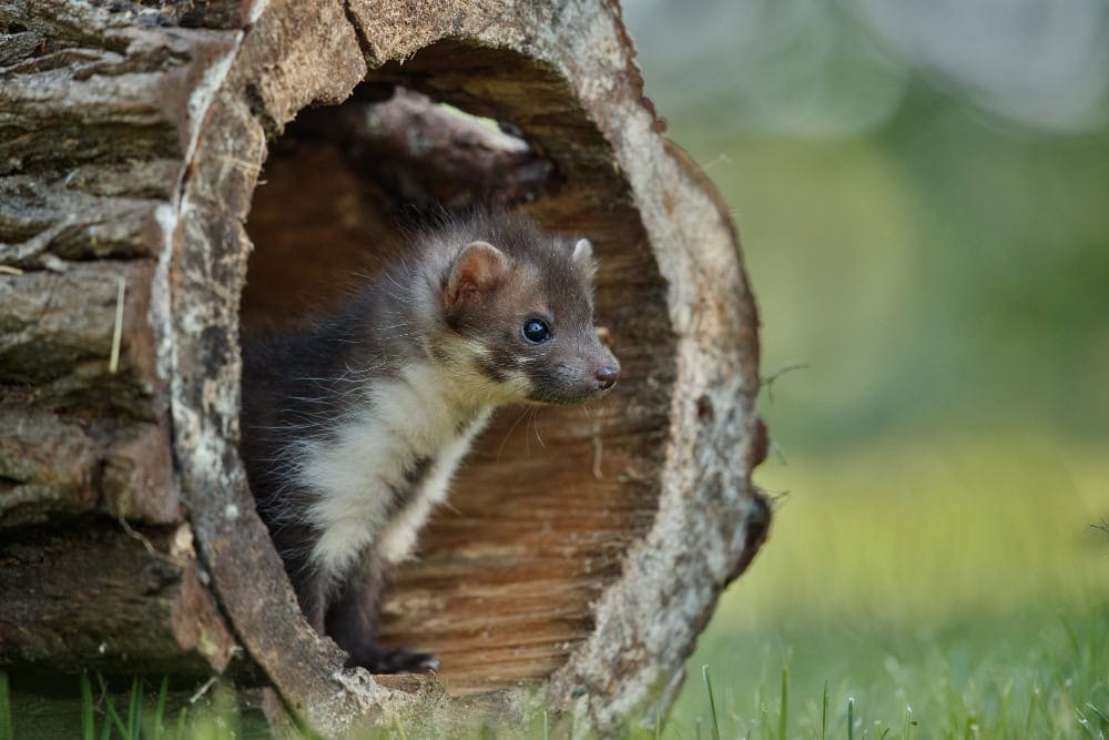 Pine marten with white throat patch in hollow log, a local wildlife Pest Control Engadine helps protect.