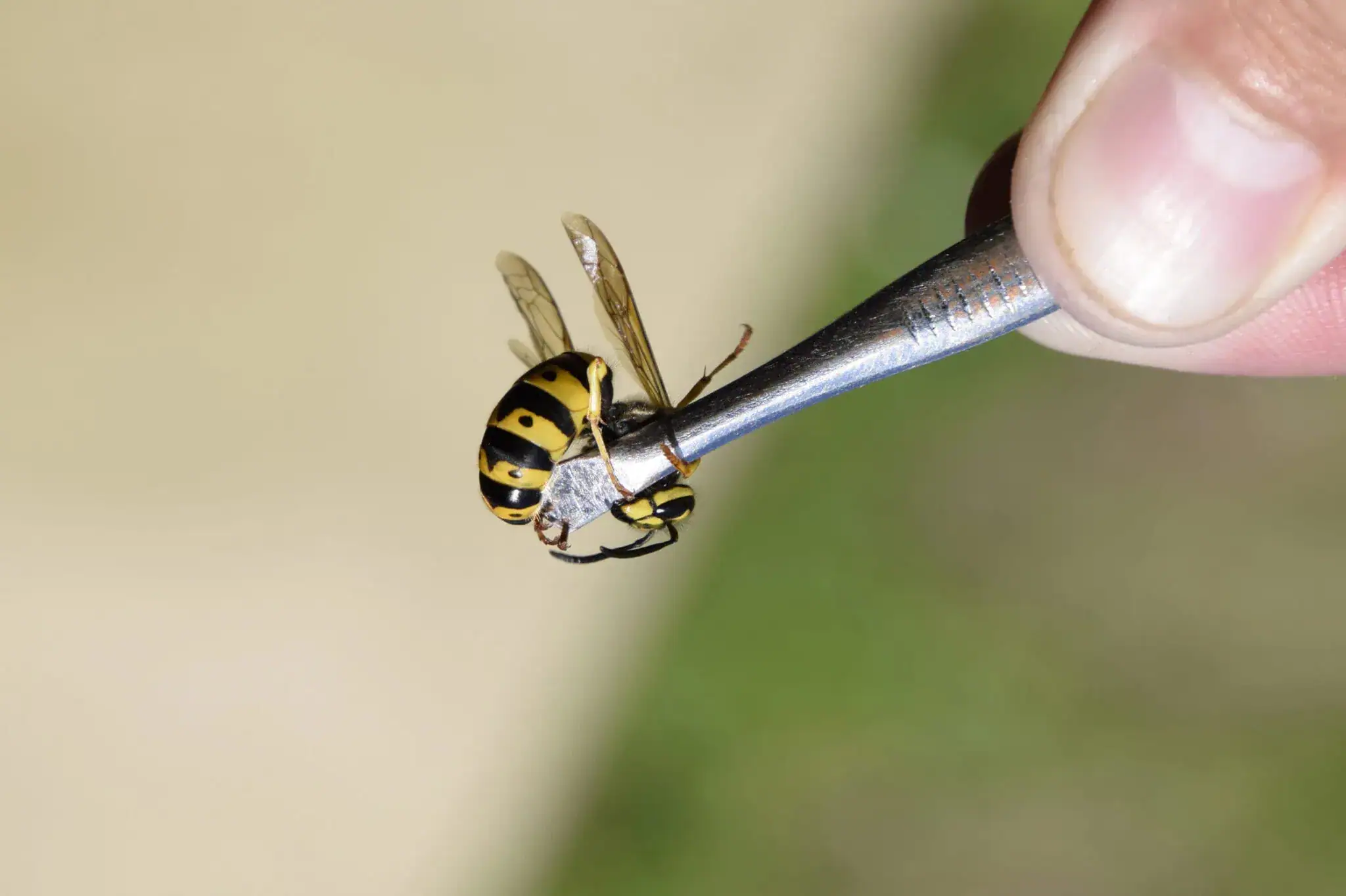 Pest control technician inspects yellow and black wasp with tweezers, wings spread, in Sydney.
