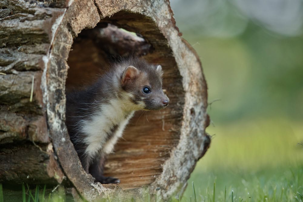 Pine marten with white throat patch in hollow log, a local wildlife Pest Control Winston Hills helps protect.