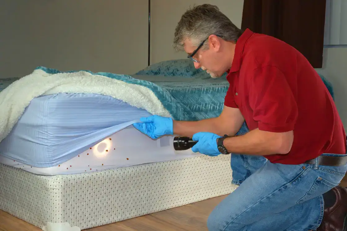 Pest control technician inspecting a bedroom for bed bug activity