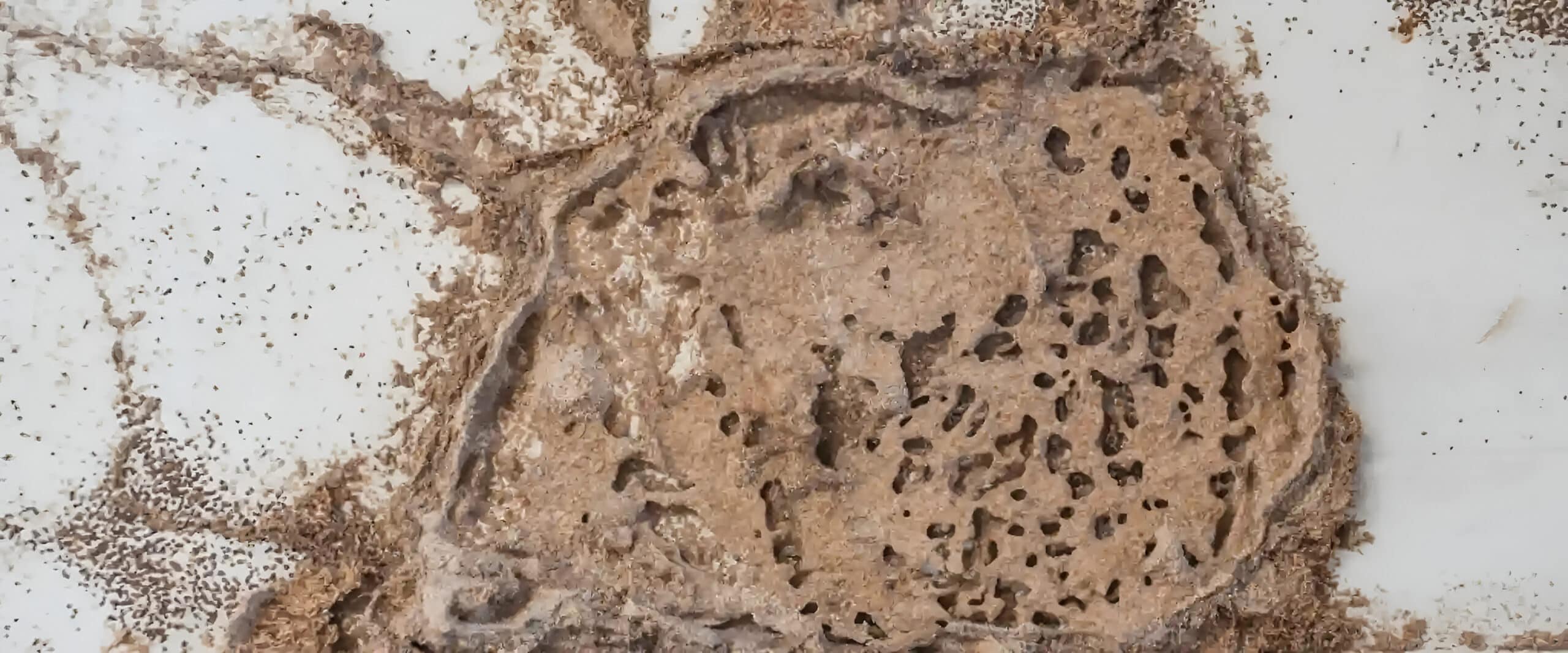 Red imported fire ant colony in Australia with a dome-shaped soil mound