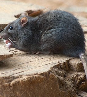 Dark gray rat eating on a rough wooden surface in St Clair before rodent pest control is applied.