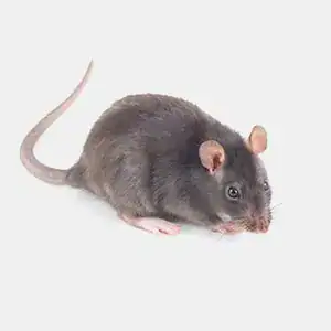 A slender Roof Rat climbing along an exposed wooden timber beam inside a home attic.
