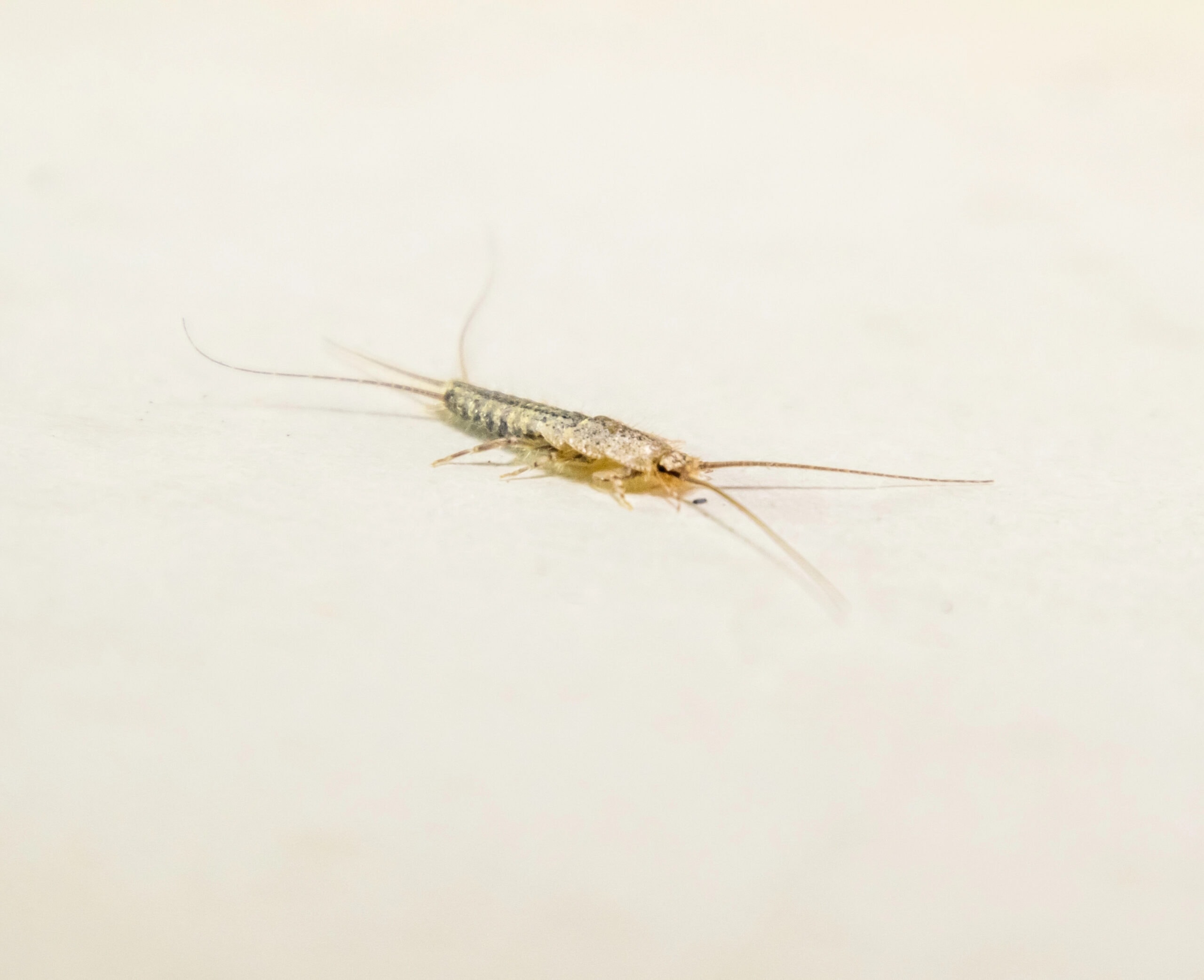 Silverfish insect crawling on a light-colored indoor surface