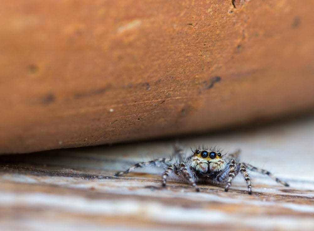 Jumping spider on wood with blurred brown background; great for those seeking spider control around Engadine.