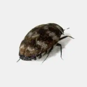 Variegated carpet beetle commonly found in Australian homes