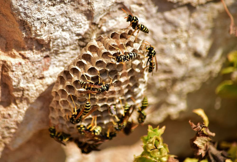 Wasps gather on a paper nest attached to a stone wall, reinforcing the need for timely wasp nest removal.